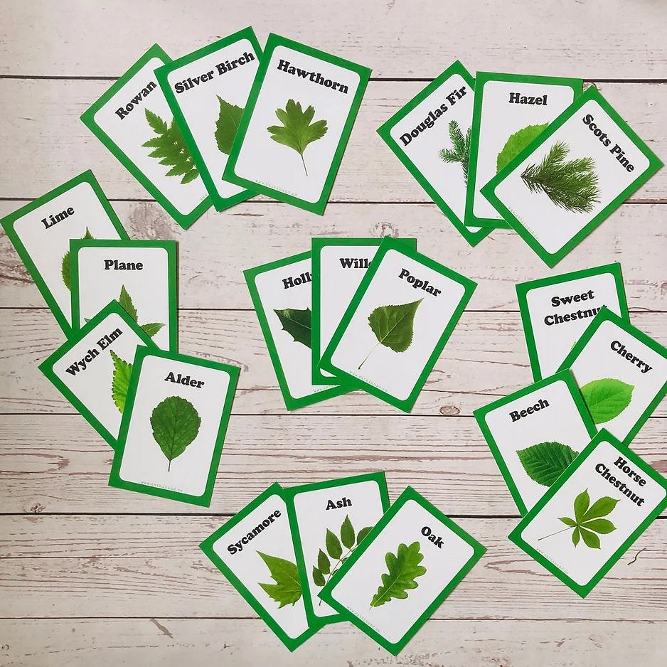 Tree Leaf Identification Cards